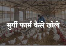 murgi farm kaise khole