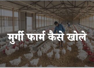 murgi farm kaise khole