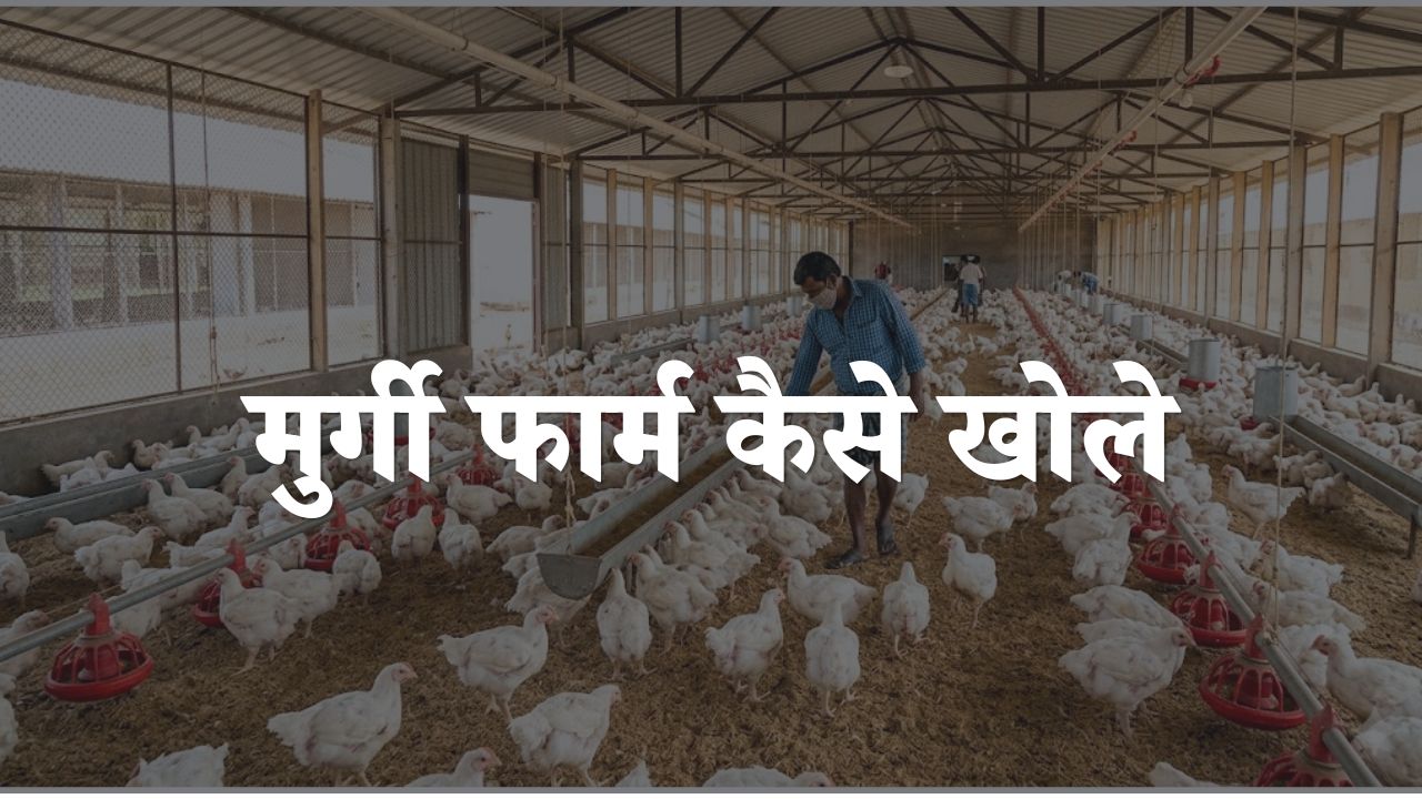 murgi farm kaise khole